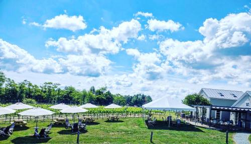 A sunny vineyard scene with white umbrellas, picnic tables, and a blue sky filled with fluffy clouds.