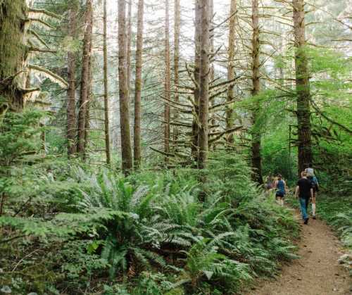 A group of people walking along a forest trail surrounded by tall trees and lush green ferns.