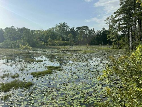 A serene pond covered with lily pads, surrounded by trees and greenery under a clear blue sky.