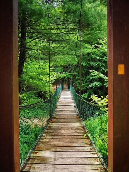 A wooden suspension bridge surrounded by lush green trees, leading into a serene forest.
