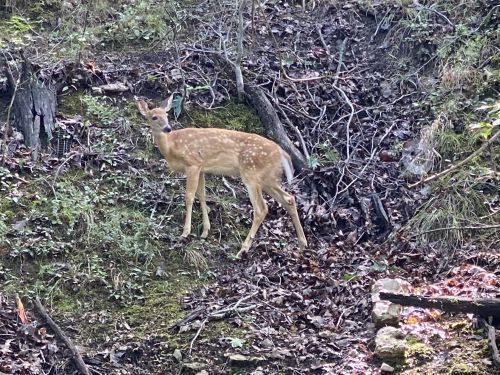 A young deer stands on a forested hillside, surrounded by greenery and fallen leaves.