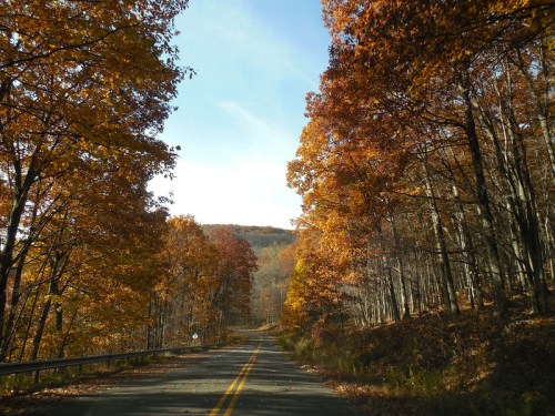 A scenic road lined with vibrant autumn trees, showcasing orange and yellow foliage under a clear blue sky.