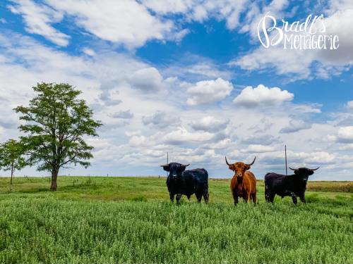 Three cattle, two black and one brown, stand in a green field under a blue sky with fluffy clouds and a tree nearby.