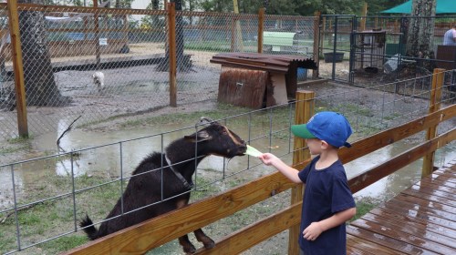 A child feeding a goat through a wooden fence at a petting zoo on a rainy day.