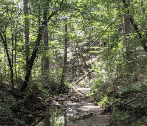 A serene forest scene with lush green trees, a small creek, and a fallen log across the water.