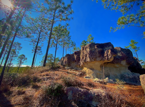A rocky outcrop surrounded by tall pine trees under a clear blue sky.