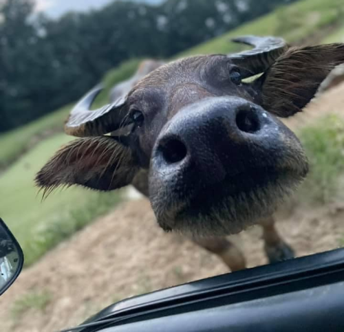 A close-up of a curious buffalo peering into a car window, with a blurred green landscape in the background.