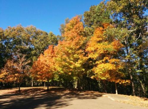 Vibrant autumn trees with orange and yellow leaves against a clear blue sky.