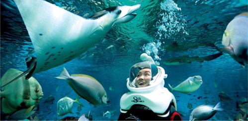 A person in a diving suit smiles as a stingray swims nearby, surrounded by various colorful fish underwater.
