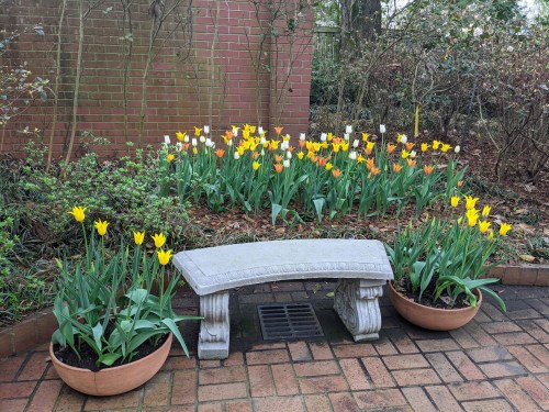 A stone bench surrounded by vibrant yellow, orange, and white tulips in a garden setting.