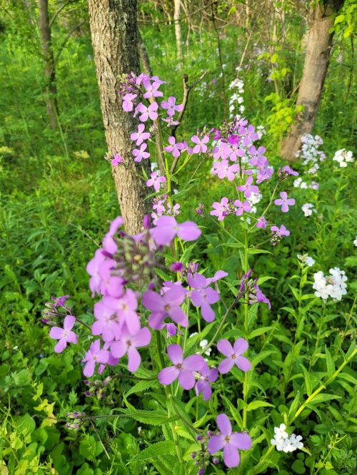A cluster of purple flowers in a lush green forest, with white flowers and trees in the background.