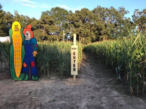 A colorful scarecrow sign stands at the entrance of a corn maze, surrounded by tall corn plants and trees.
