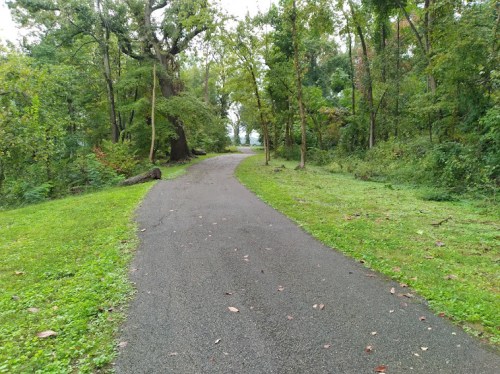 A winding path through a lush green forest, surrounded by trees and foliage.