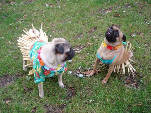 Two pugs dressed in Hawaiian shirts and grass skirts, sitting on grass with playful expressions.