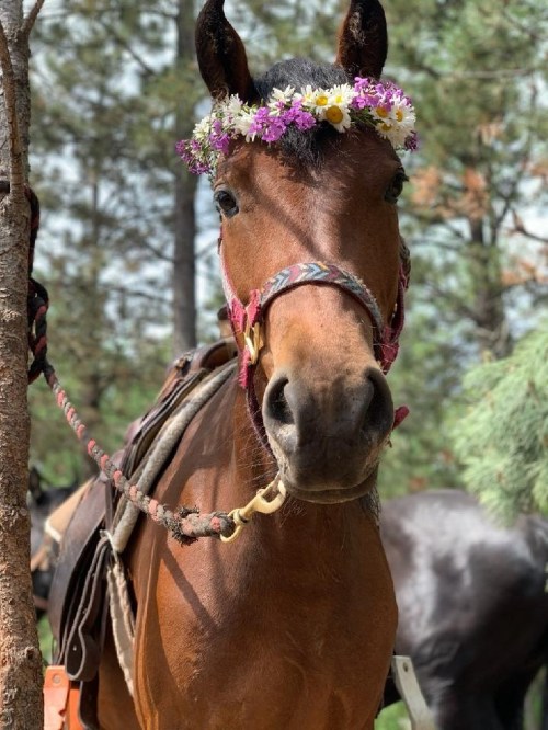 A brown horse adorned with a flower crown stands in a forested area, wearing a saddle and bridle.