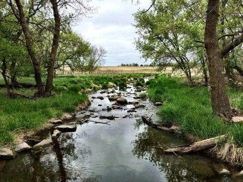 A serene stream flows through lush greenery and rocks, surrounded by trees under a cloudy sky.