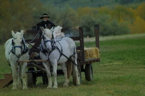 A person drives a horse-drawn cart with two white horses, set in a grassy field with trees in the background.