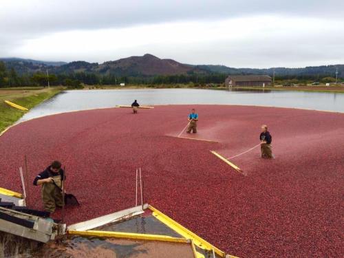 Workers harvest cranberries in a flooded field, using rakes to gather berries in a scenic landscape.