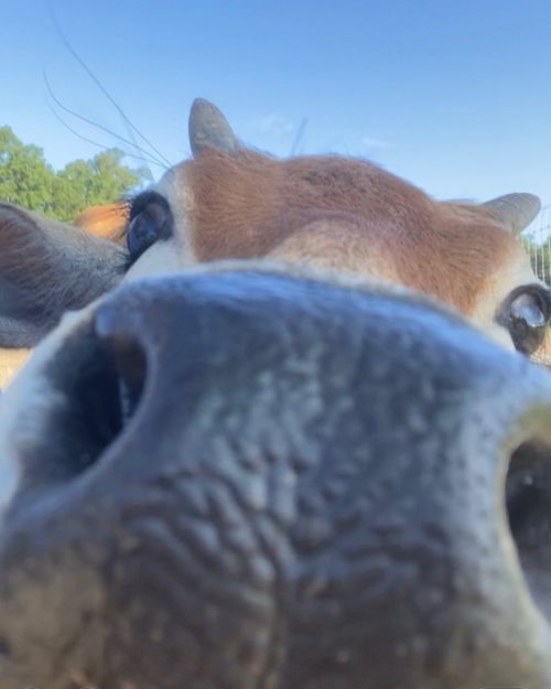 Close-up of a cow's face, focusing on its nose and eyes against a clear blue sky.