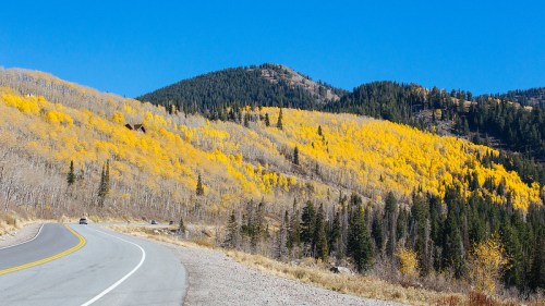 A winding road alongside a hillside covered in vibrant yellow autumn foliage under a clear blue sky.