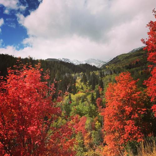 Vibrant autumn foliage in shades of red and orange, with mountains and a blue sky in the background.