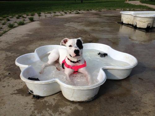A playful dog in a pink harness relaxes in a shallow, flower-shaped pool on a sunny day.