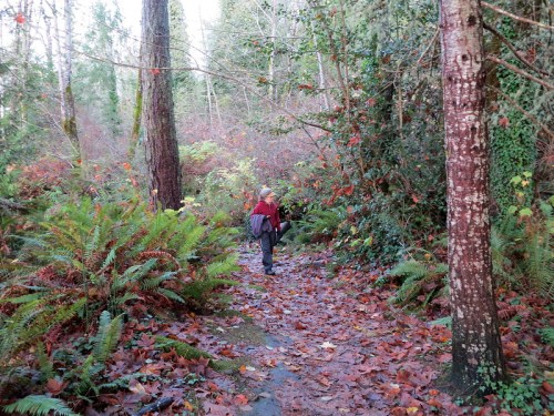 A person walks along a leaf-covered trail in a lush forest, surrounded by tall trees and ferns.