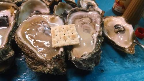 A close-up of fresh oysters on a blue surface, with a cracker placed on one of the oysters.