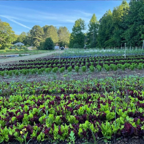 A vibrant vegetable garden with rows of green and red lettuce under a clear blue sky and trees in the background.