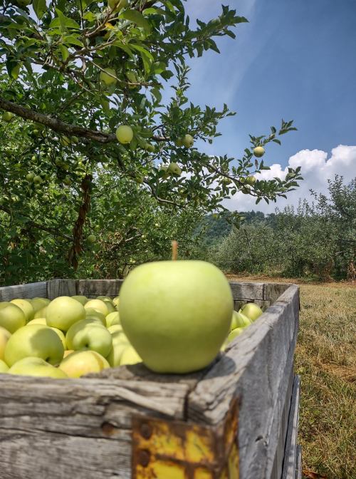 A close-up of a green apple on a crate filled with apples, set against a sunny orchard backdrop.