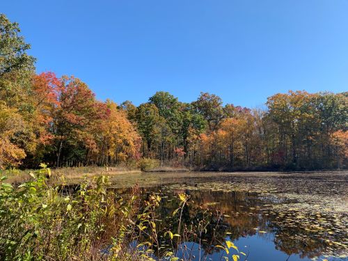 A serene pond surrounded by vibrant autumn foliage under a clear blue sky.