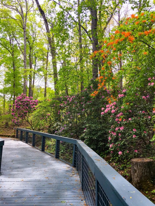 A wooden walkway through a lush forest, surrounded by vibrant pink and orange flowers in bloom.