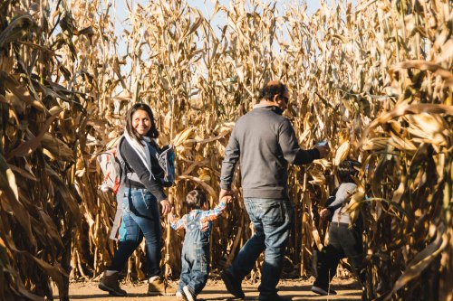 A family walks through a corn maze, smiling and enjoying their time together on a sunny day.