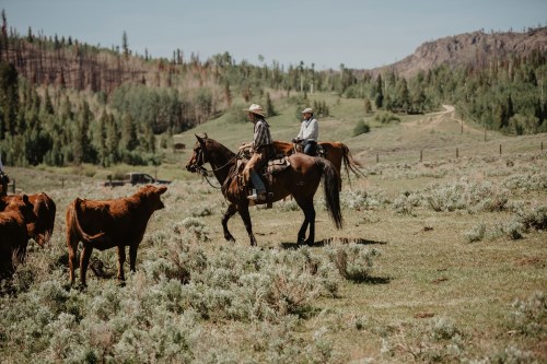Two riders on horseback in a grassy field with cattle, surrounded by trees and mountains in the background.