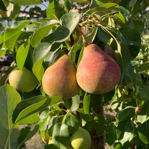 Two ripe pears hanging from a tree branch, surrounded by green leaves in bright sunlight.