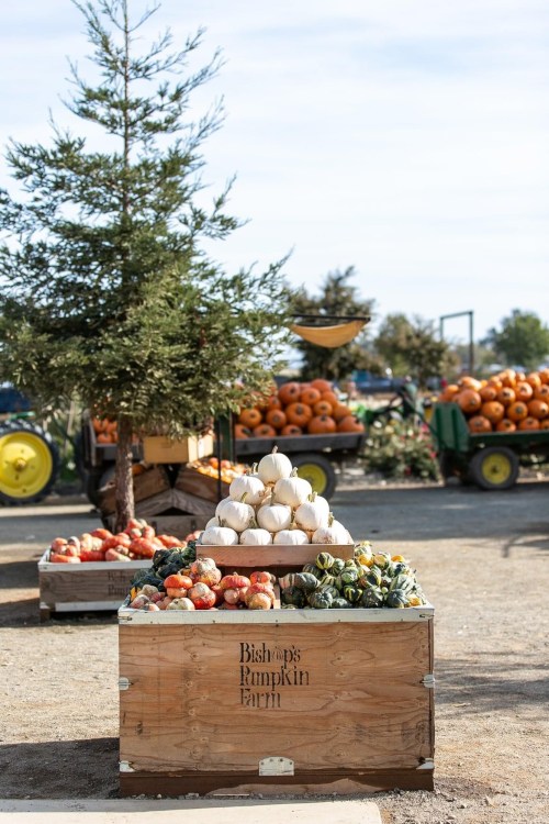 A wooden crate filled with white pumpkins and gourds, with orange pumpkins and a tree in the background at a pumpkin farm.