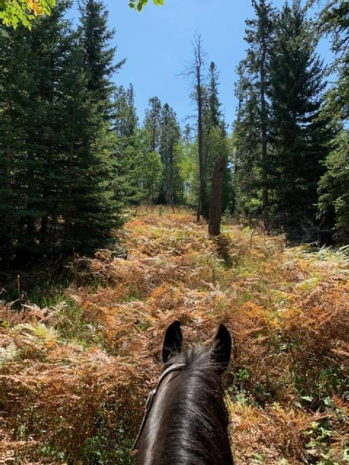 View from a horse's back, looking up a forested trail with ferns and tall trees under a clear blue sky.