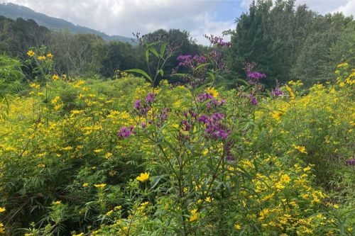 A vibrant field of yellow and purple wildflowers with lush greenery and distant mountains under a cloudy sky.