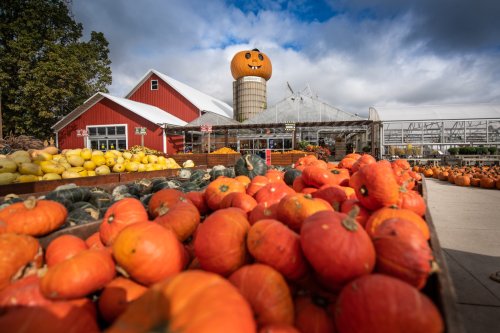 A vibrant pumpkin patch with various pumpkins in the foreground and a red barn with a large pumpkin decoration in the background.