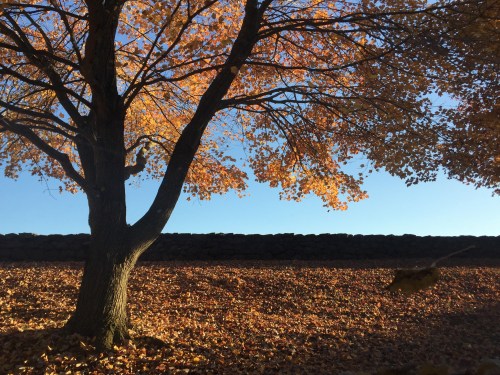 A tree with vibrant autumn leaves stands against a clear blue sky, with a ground covered in fallen leaves.