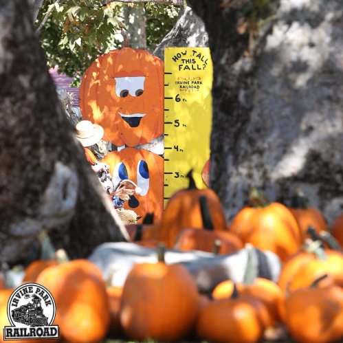 A colorful pumpkin display with a height chart and people in the background, surrounded by pumpkins at a fall event.