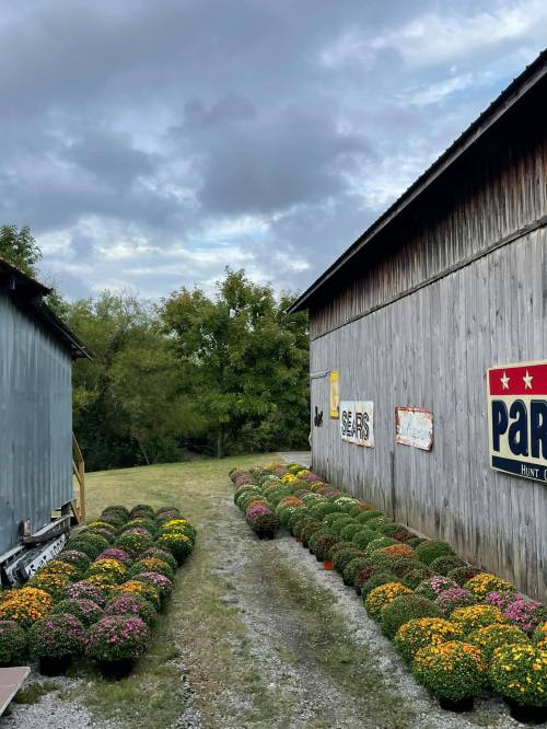 A gravel path lined with colorful mums leads between two wooden barns under a cloudy sky.