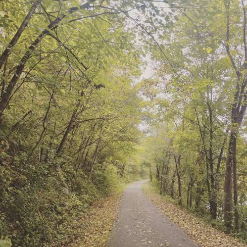 A serene pathway lined with lush green trees, creating a peaceful, natural setting.