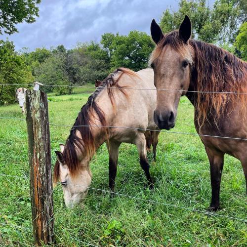 Two horses stand in a grassy field, with a cloudy sky and trees in the background.