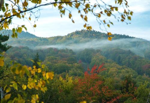 A misty landscape of rolling hills covered in autumn foliage, with vibrant leaves in shades of green, yellow, and red.