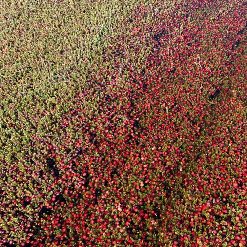 Aerial view of a vibrant field filled with red and green plants, creating a colorful, textured landscape.