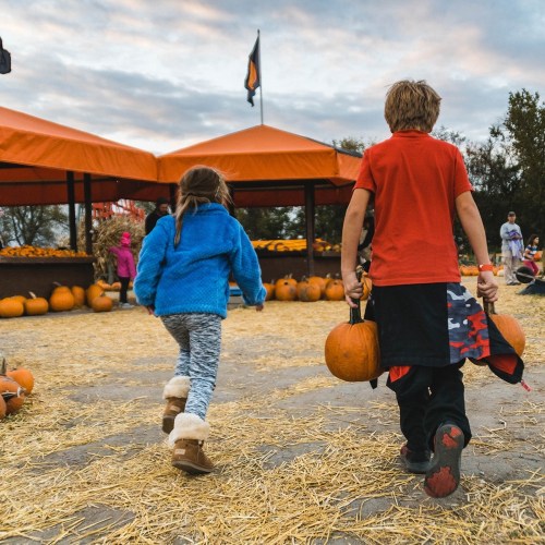 Two children walk through a pumpkin patch, one carrying a pumpkin, with orange tents and pumpkins in the background.
