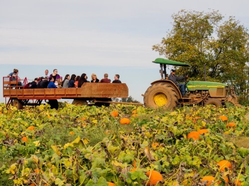 A tractor pulls a wagon filled with people through a pumpkin patch, surrounded by vibrant orange pumpkins and greenery.