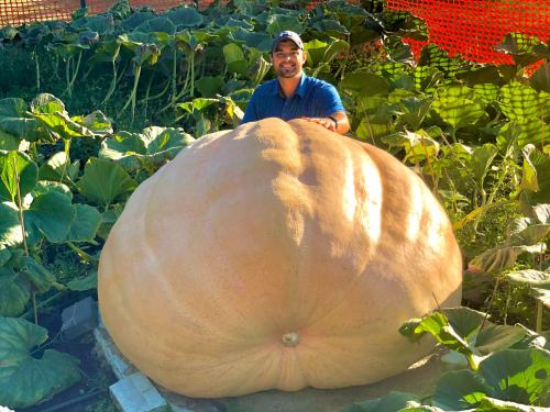A person smiles beside an enormous pumpkin in a garden, surrounded by lush green leaves.
