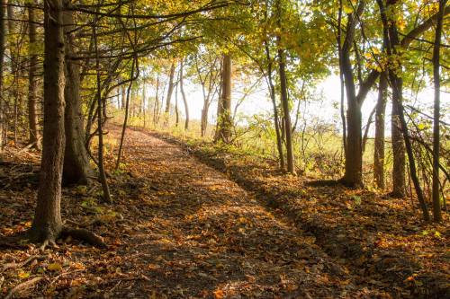A serene forest path lined with trees, covered in autumn leaves, leading into a sunlit clearing.